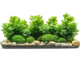 Cymodocea rotundata displayed its lush rounded leaves and intricate structures emphasizing plants beauty and ecological importance marine environments. photo