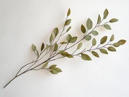 Branched stems Amphibolis griffithii seagrass are displayed white background featuring slender olive green leaves and intricate structural details sharp focus. photo