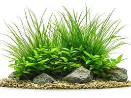 Posidonia angustifolia showcases its narrow elongated leaves pointed tips vibrant green hues surrounded fine textures and linear patterns bright backdrop. photo