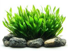 illustration showcases detailed texture and rich green color Posidonia oceanica seagrass featuring long ribbon like leaves rounded tips clean white backdrop. photo