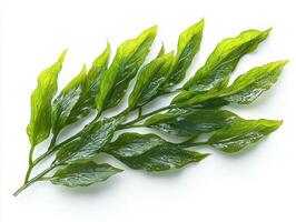 detailed portrayal captures Thalassia hemprichii seagrass its medium green ribbon shaped leaves featuring rounded tips and distinct vein patterns isolated white background. photo
