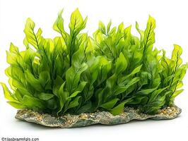 vibrant display features Thalassia hemprichii seagrass highlighting its broad medium green leaves rounded tips and visible vein patterns isolated clear visibility. photo
