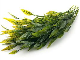 composition highlights robust thick texture Enhalus acoroides seagrass its long broad leaves emphasizing dark green color pristine white backdrop. photo