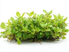 aquatic plant Zannichellia palustris displays its distinctive slender filamentous leaves and small horn shaped fruits all captured intricate detail white backdrop. photo