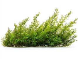 Narrow elongated leaves Posidonia angustifolia showcase rich green hues and intricate textures standing clearly white backdrop detailed representation. photo
