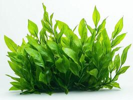 Vibrant Thalassia testudinum seagrass displays its sturdy texture and wide flat leaves emphasizing vivid green color and intricate details white background. photo