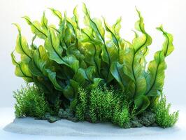 vibrant sinuous leaves Posidonia sinuosa captivate their undulating edges and intricate leaf venation while presenting striking contrast clean white backdrop. photo