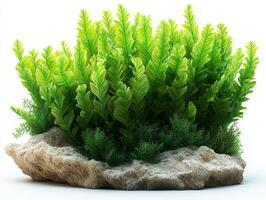 Posidonia coriacea seagrass features thick leathery leaves appear vibrant and lush white background highlighting intricate surface textures and deep green hues. photo