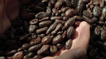 Roasted cocoa beans, closeup of cocoa, hands holding beans video
