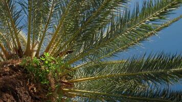 Upward view of palm tree with its fronds spreading out against clear blue sky. Summer background with tropical trees with green leaves video