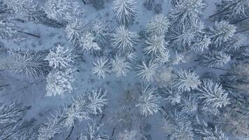 Top view of snowy forest. Winer landscape with pine trees covered in snow, aerial view video
