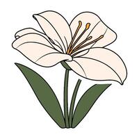 A white lily with green leaves on a white background vector