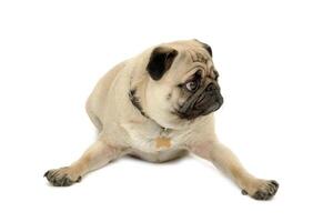 Sad pug dog is resting photo