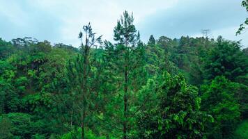 a path through a forest with trees and plants photo