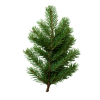 fir tree branch . green fir branch with detailed needles top view . fir tree branch for christmas decorations and holiday related themes flat lay isolated png