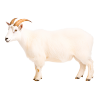 White Goat with Curved Horns Standing png