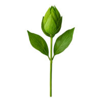 Fresh green flower bud with vibrant leaves symbolizing nature, growth, and potential for artistic and botanical representations png