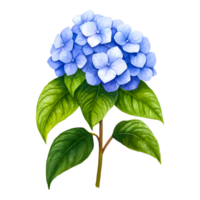 Beautiful Blue Hydrangea Flower with Lush Green Leaves, Perfect for Spring and Summer Decor, Floral Illustrations for Botanical Art Enthusiasts png