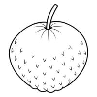 Hand drawn lychee fruit design vector