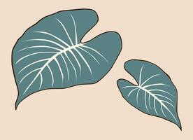 Two green taro leaves with a simple background vector