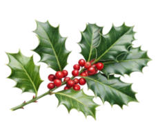 Sprig of holly with red berries on transparent background png