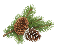Pine cones and fir branches creating festive holiday decoration on transparent background png