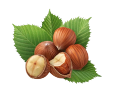 Hazelnuts with leaves resting on transparent background png