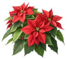 Vibrant red poinsettia blossoms creating festive atmosphere on transparent background png