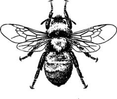 black wasp isolated on white vector