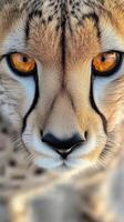 Intense Cheetah Face in Close up Portrait Showcasing Its Majestic Feline Features photo