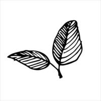 Black-and-white line drawing of a leaf branch with simple, clean lines. Perfect for nature illustrations and botanical art vector