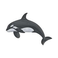 Illustration of orca vector