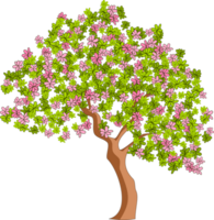 Purple flower tree, a tree with pink flowers on it, frangipani tree with beautiful leaves and red flowers png