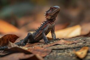 Boyd's forest dragon posing on fallen leaves in australian rainforest photo