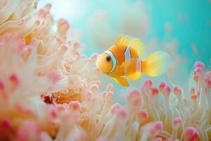 Ocellaris clownfish swimming near magnificent sea anemone photo