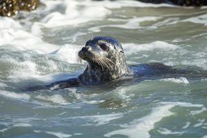 Harbor seal swimming in the ocean with white waves photo