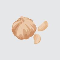 Isolated and editable illustration of garlic as a cooking ingredient. vector