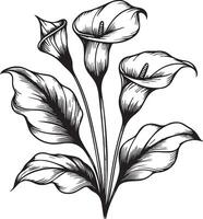 Calla flower coloring book hand drawn botanical spring elements bouquet of calla flower line art, coloring page, sketch, artistic simplicity doodle art, Easy yellow calla flower drawing vector