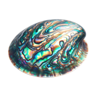 Abalone shell, abalone shell, abalone shell, abalone shell, abalone shell png