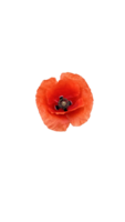 Red poppy, flower in the field png