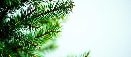 Close-up of a Green Pine Branch on a White Background photo