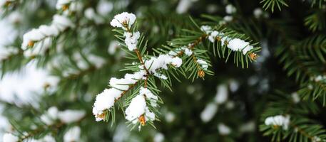 Snow-covered pine branch with blurred background photo