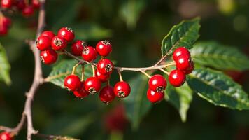 Close-up of Red Berries on a Branch photo