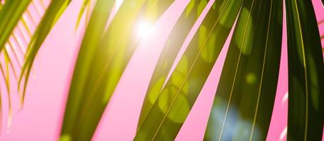 Green Palm Leaf with Pink Background photo
