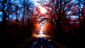sunlit road through autumn trees photo