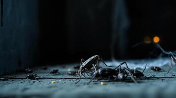 dark insects crawling a shadowy setting photo