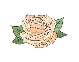 rose flower isolated on white background. Color illustration of rose bud. Flower of peach, yellow color. Design and formation, realistic drawing. vector