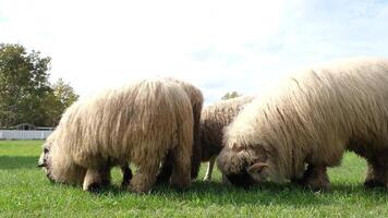 flock of blackface welsh sheep in a meadow on lush farmland. sheep eating grass on a field video