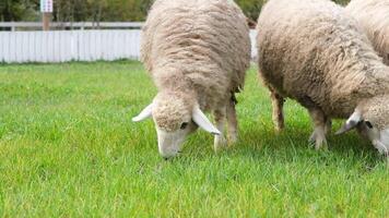 rebanho do cara preta galês ovelha dentro uma Prado em exuberante fazenda. ovelha comendo Relva em uma campo video