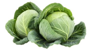 Fresh Green Cabbages, Isolated on Transparent Background, High-Resolution Stock Image png